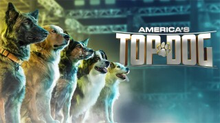 America's Top Dog