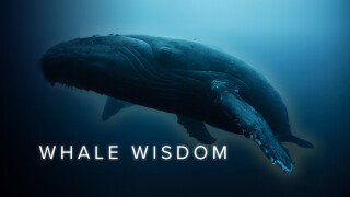 Whale Wisdom