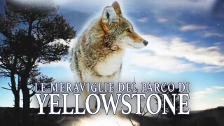 Le meraviglie del parco di Yellowstone