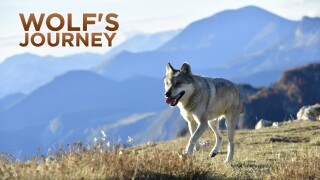 Wolf's Journey