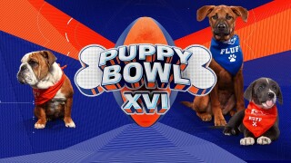 Puppy Bowl XVI