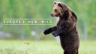 Europe's New Wild