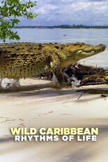 Wild Caribbean: Rhythms of Life