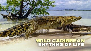 Wild Caribbean: Rhythms of Life