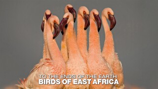 To the Ends of the Earth: Birds of East Africa