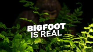 Bigfoot Is Real