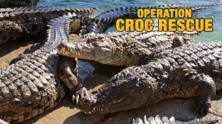 Operation Croc Rescue