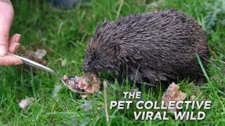 The Pet Collective: Viral Wild