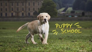 Puppy School