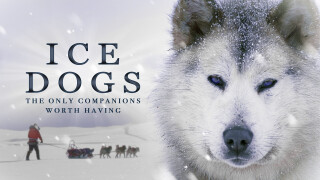 Ice Dogs: The Only Companions Worth Having