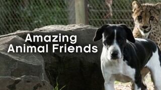 Amazing Animal Friends