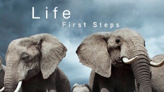 Life: First Steps