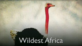Wildest Africa