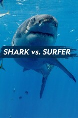 Shark vs. Surfer