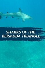 Sharks of the Bermuda Triangle