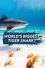 World's Biggest Tiger Shark