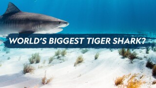 World's Biggest Tiger Shark