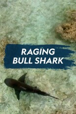 Raging Bull Shark