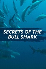 Secrets of the Bull Shark