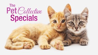 The Pet Collective Specials