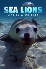 Sea Lions: Life by a Whisker