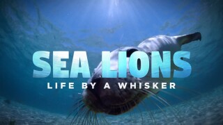 Sea Lions: Life by a Whisker