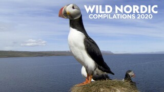 Wild Nordic Compilations 2020