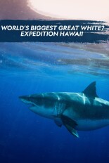 World's Biggest Great White? Expedition Hawaii