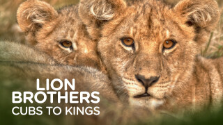 Lion Brothers: Cubs To Kings