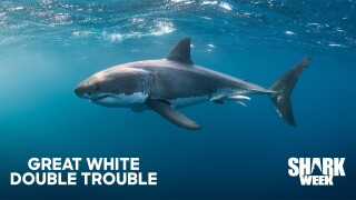 Great White Double Trouble