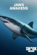Jaws Awakens