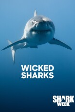 Wicked Sharks