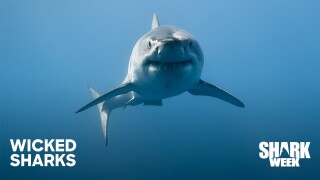 Wicked Sharks