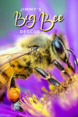 Jimmy's Big Bee Rescue