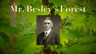 Mr. Besley's Forest