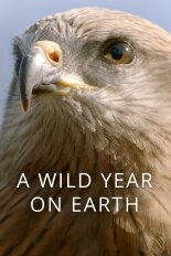 A Wild Year On Earth