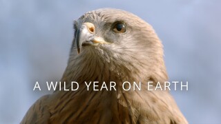 A Wild Year On Earth