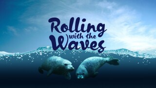 Coasts: Rolling With the Waves