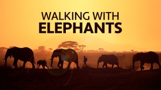 Walking with Elephants