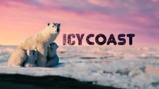 Icy Coast
