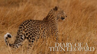 Diary of a Teen Leopard