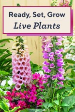 Ready, Set, Grow -- Live Plants