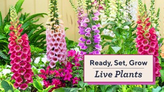 Ready, Set, Grow -- Live Plants