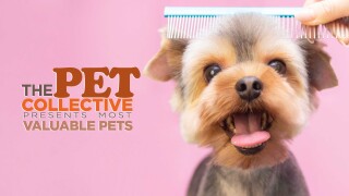 The Pet Collective Presents Most Valuable Pets