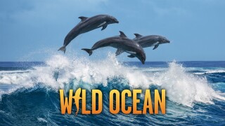 Ocean Wild