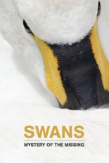 Swans: Mystery of the Missing