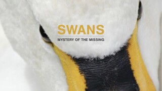 Swans: Mystery of the Missing