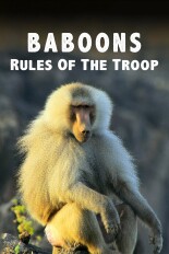 Baboons: Rules of the Troop