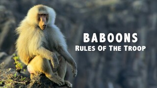 Baboons: Rules of the Troop