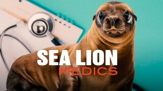 Sea Lion Medics